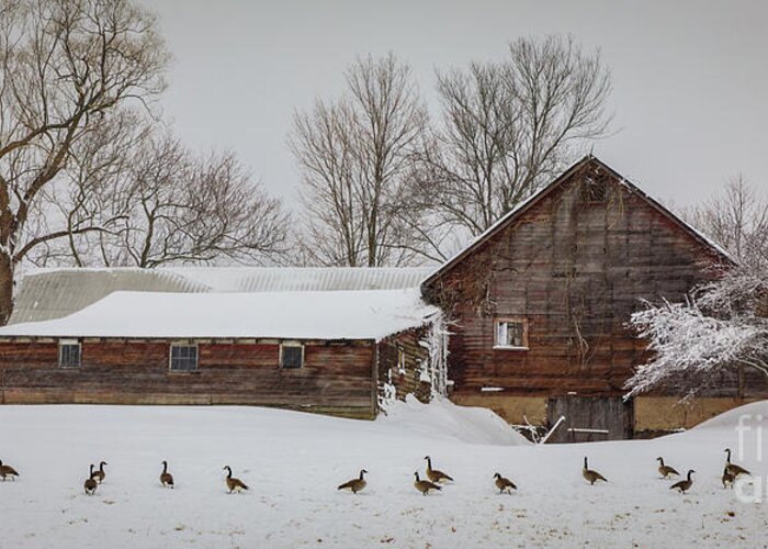 Geese Greeting Card featuring the photograph Geese in a Row by Jim Gillen