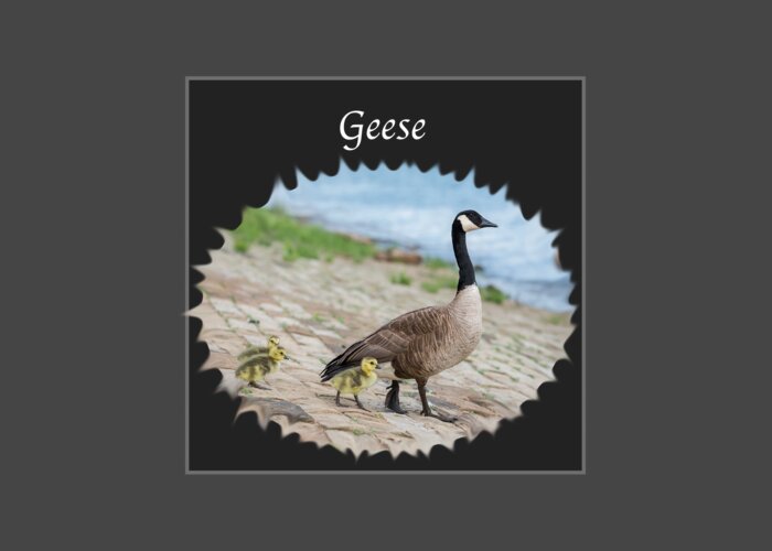 Geese Greeting Card featuring the photograph Geese in the Clouds by Holden The Moment
