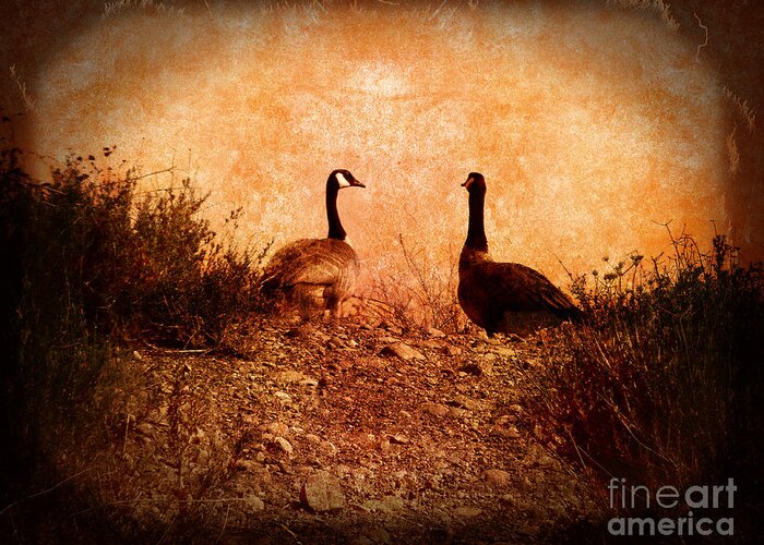 Nature Greeting Card featuring the photograph Geese on a Hill by Laura Iverson