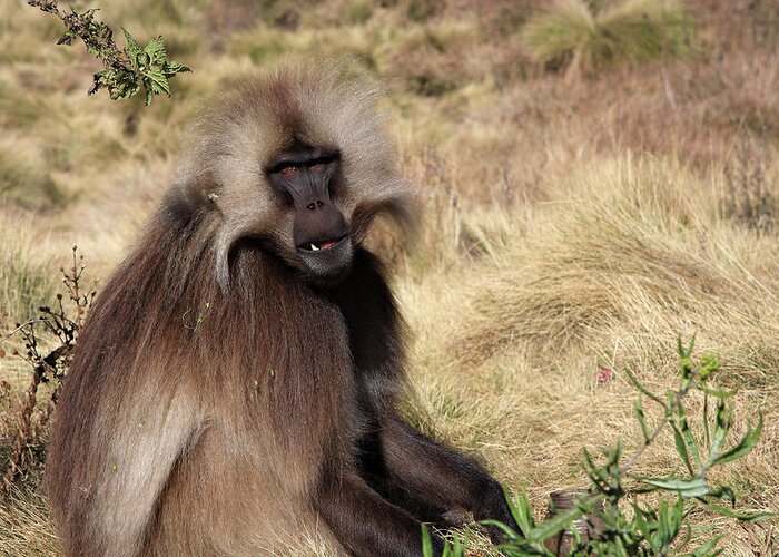 Simien Mountains National Park Greeting Card featuring the photograph Gelada Baboon, Simien Mountains, Ethiopia by Aidan Moran