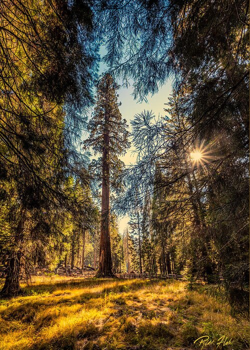 California Greeting Card featuring the photograph General Sherman by Rikk Flohr