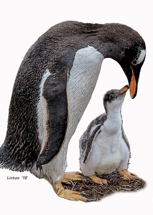 Penguins Greeting Card featuring the digital art Gentoo Penguins by Larry Linton