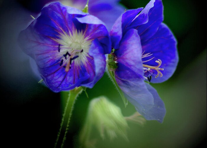 Flowers Greeting Card featuring the photograph Geraniums by Peter OReilly