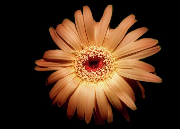 Photography Greeting Card featuring the digital art Gerbera on Black by Terry Davis