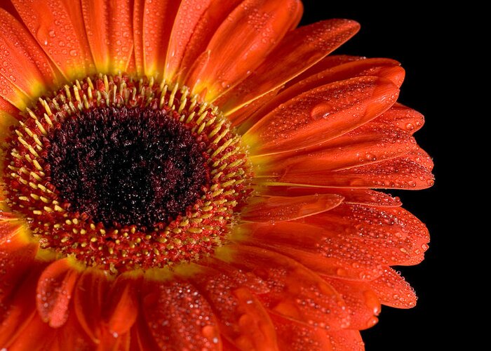 Flower Greeting Card featuring the photograph Gerbera I by Peter OReilly