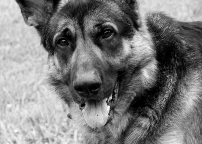 Dog Greeting Card featuring the photograph German Shepherd by Jai Johnson