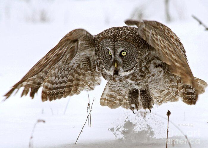 Great Grey Owl Greeting Card featuring the photograph Get out of my way by Heather King