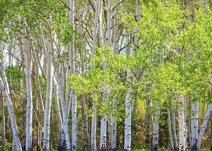 Aspen Forest Greeting Card featuring the photograph Getting Lost In the Wilderness by James BO Insogna