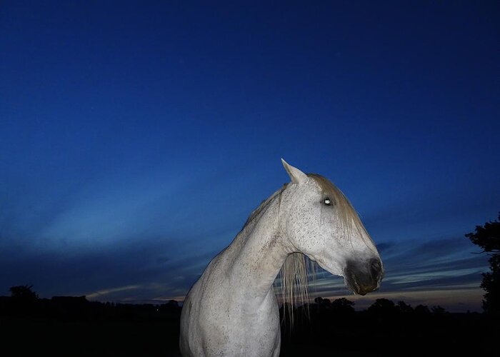 Horse Greeting Card featuring the photograph Ghost Horse by Susan Baker