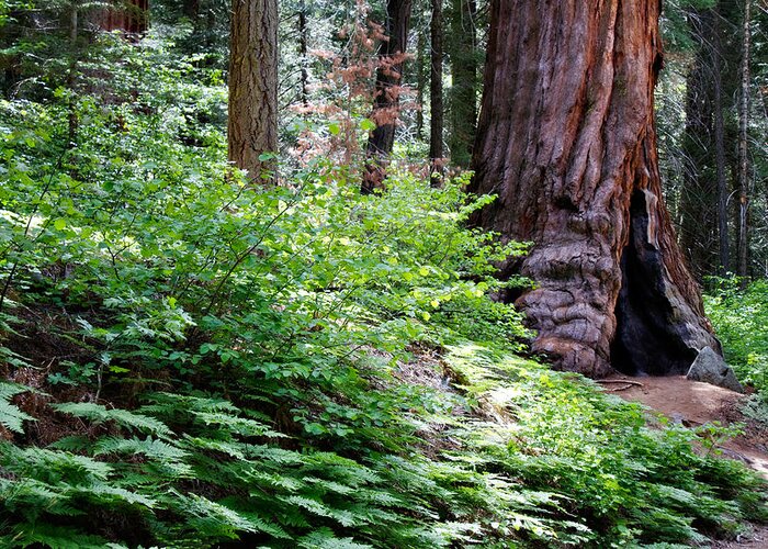 Ca Greeting Card featuring the photograph Giant Among The Forest by Lana Trussell