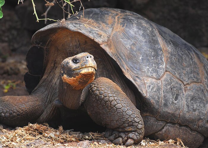 Galapagos Tortoise Greeting Card featuring the photograph Giant Galapagos Tortoise by Alan Lenk