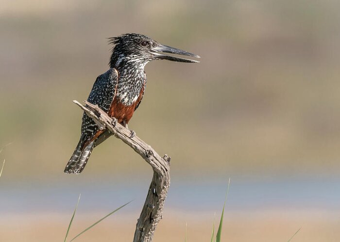 Africa Greeting Card featuring the photograph Giant Kingfisher by James Capo