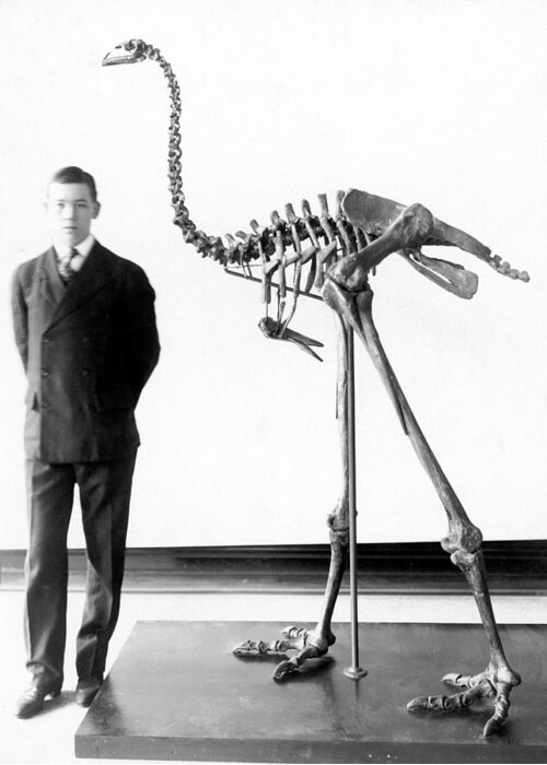 1910 Greeting Card featuring the photograph Giant Moa Skeleton by Granger