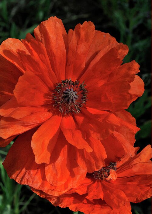Flowers.poppy Greeting Card featuring the photograph Giant Mountain Poppy by Ron Cline