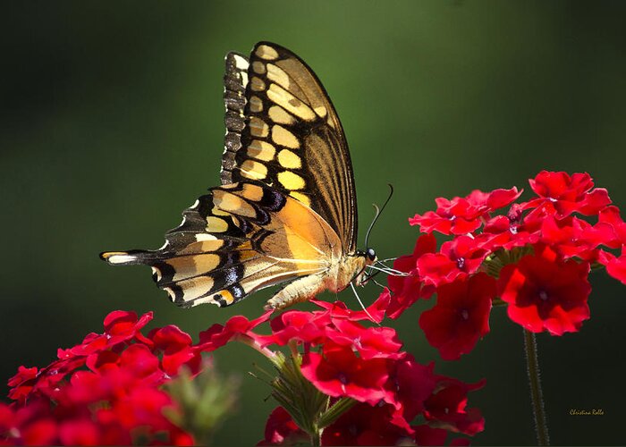 Butterfly Greeting Card featuring the photograph Giant Swallowtail Butterfly by Christina Rollo