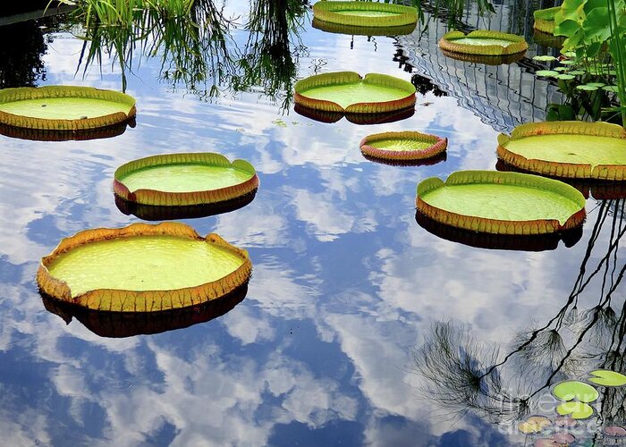 Water Lily Greeting Card featuring the photograph Giant Water Lily Pads by Jean Wright