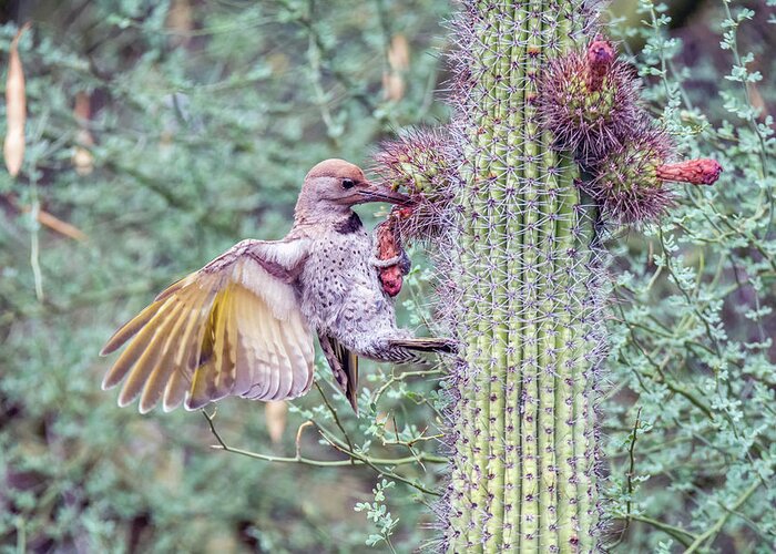 Juvenile Greeting Card featuring the photograph Gilded Flicker 4167 by Tam Ryan