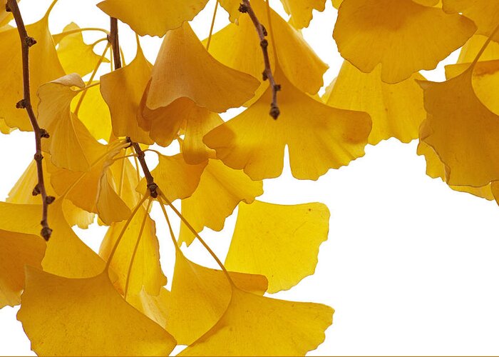 Fn Greeting Card featuring the photograph Ginkgo Ginkgo Biloba Leaves In Autumn by Aad Schenk