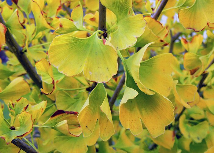 Ginkgo Biloba Greeting Card featuring the photograph Ginkgo Gold by Pamela Patch