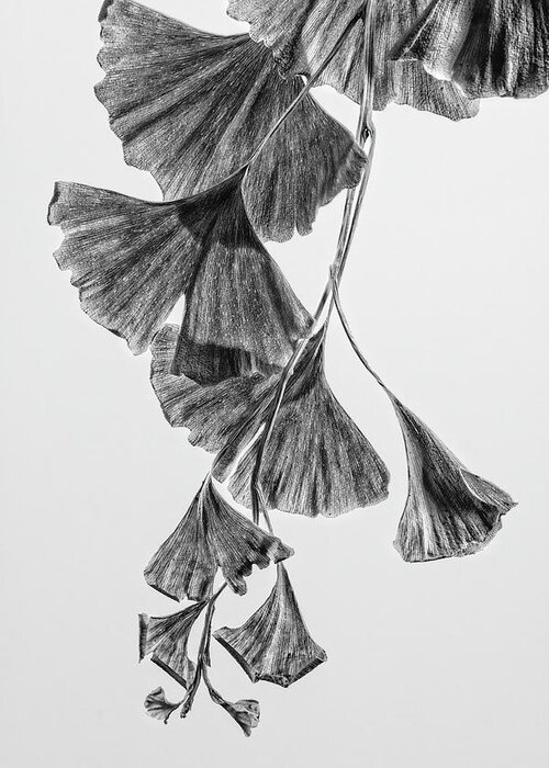 Ginkgo Leaves Greeting Card featuring the photograph Ginkgo Leaves Black and White by Garry McMichael
