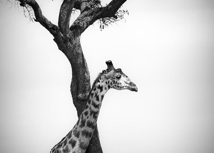 Giraffe Greeting Card featuring the photograph Giraffe And A Tree by Konstantin Kalishko