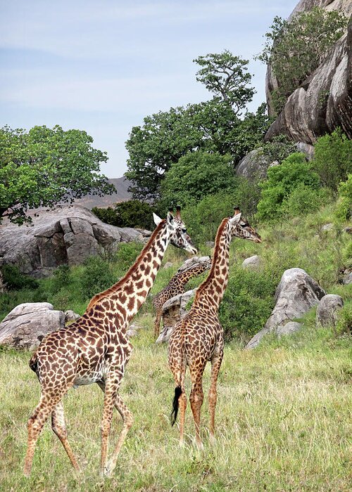 African Landscape Greeting Card featuring the photograph Giraffe Family in Africa by Gill Billington