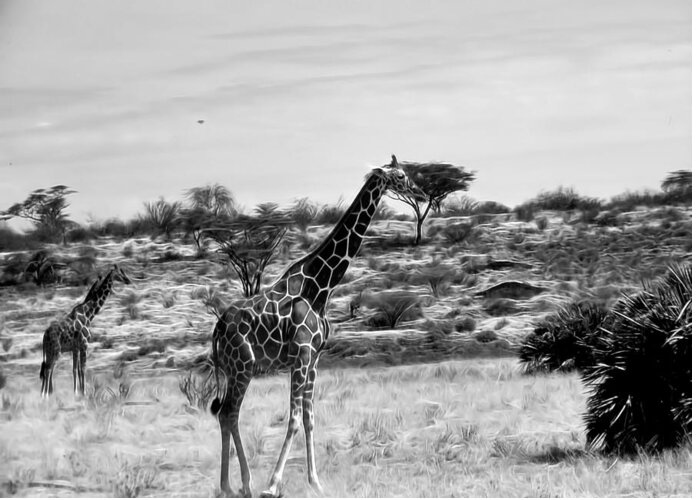 Giraffe Greeting Card featuring the photograph Giraffes in Black and White by Cathy Anderson