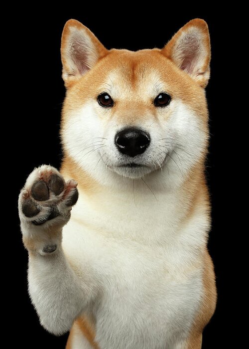 Shiba Greeting Card featuring the photograph Give me a hand man by Sergey Taran