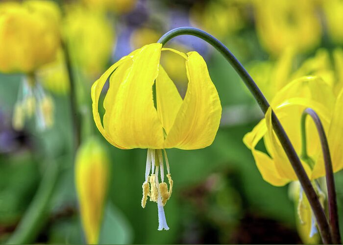 Wild Flower Greeting Card featuring the photograph Glacier Lily by Jack Bell