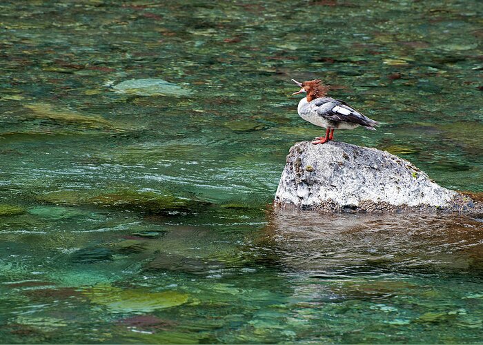Scenic Greeting Card featuring the photograph Female Common Merganser by Doug Davidson