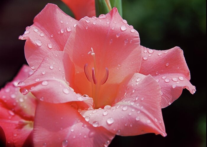 Gladiolus Greeting Card featuring the photograph Glad All Over by Jim Benest