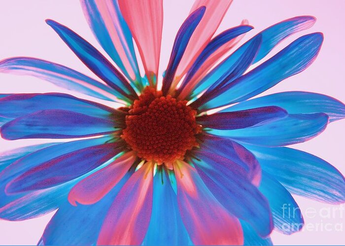 Flower Greeting Card featuring the photograph Glass Petals by Julie Lueders 