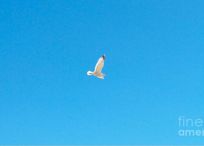Photography Greeting Card featuring the photograph Gliding Seagull by Francesca Mackenney
