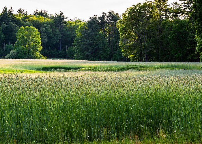 Field Greeting Card featuring the photograph Glistening Green by Robert McKay Jones