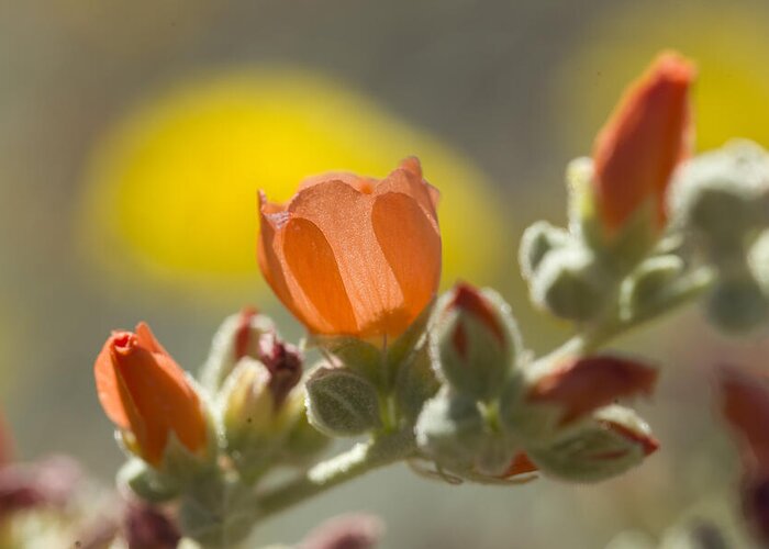 Flowers Greeting Card featuring the photograph Globe Mallow Glow by Sue Cullumber