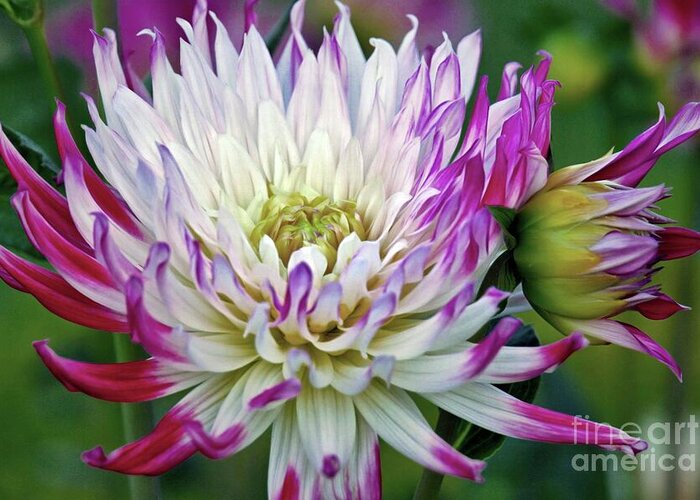Dahlia Greeting Card featuring the photograph Glorious Dahlia by Patricia Strand