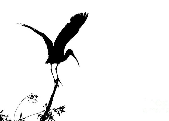  Art Greeting Card featuring the photograph Glossy Ibis silhoutte by Mircea Costina Photography
