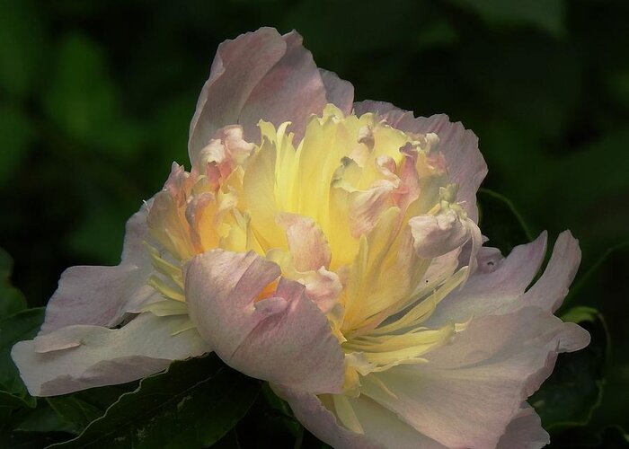 Peony Greeting Card featuring the photograph Glow Within A Peony by Eunice Miller