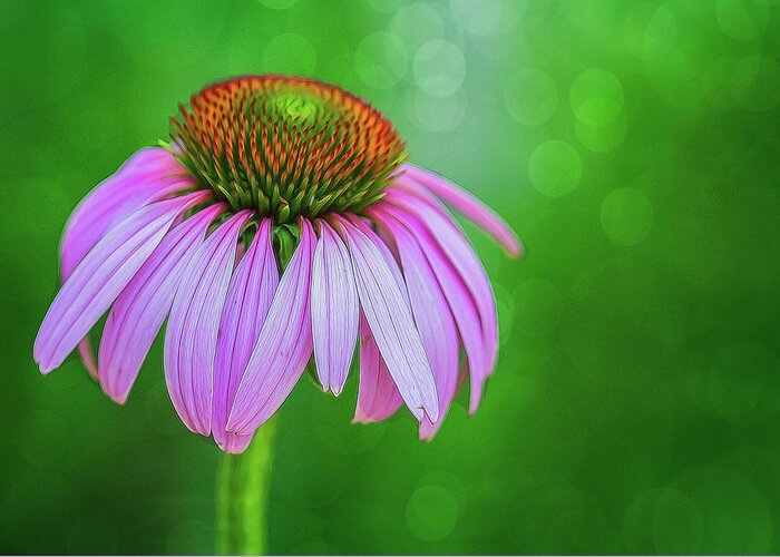 Flower Greeting Card featuring the photograph Glowing Cone Flower by Cathy Kovarik
