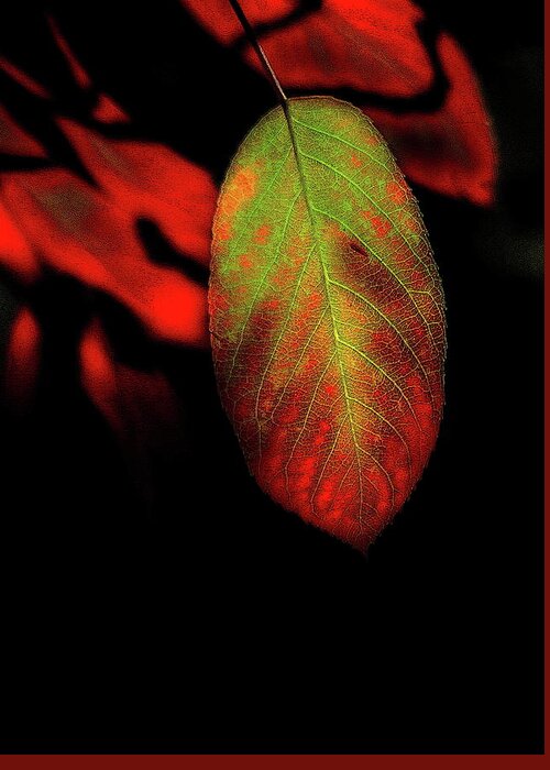 Leaves Leaf Autumn Glowing Red Green Acid Abstract Greeting Card featuring the photograph Glowing Leaves by Ian Sanders