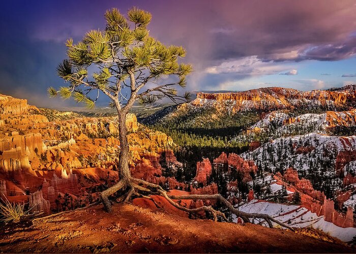 Bryce Canyon Greeting Card featuring the photograph Gnarled Tree at Bryce Canyon by Dave Koch