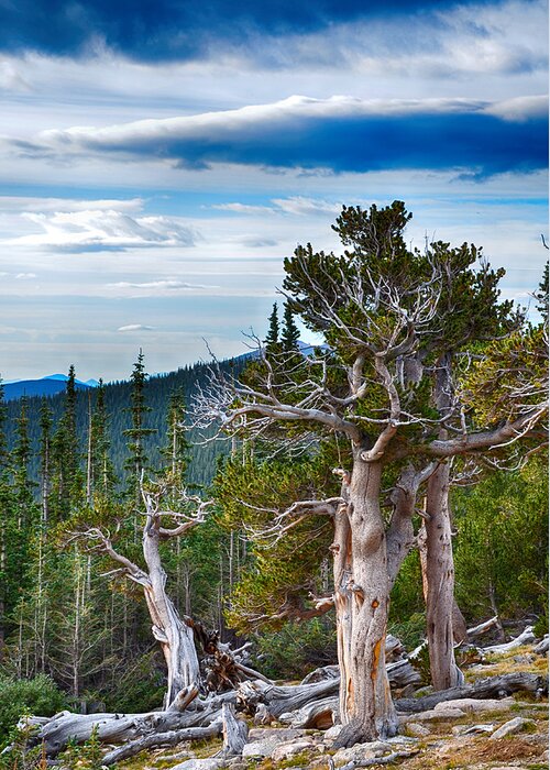 Mount Evans Greeting Card featuring the mixed media Gnarly Trees 1 by Angelina Tamez