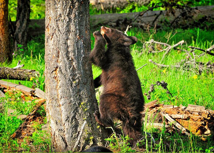 Bear Cub Greeting Card featuring the photograph Go Climb A Tree by Greg Norrell