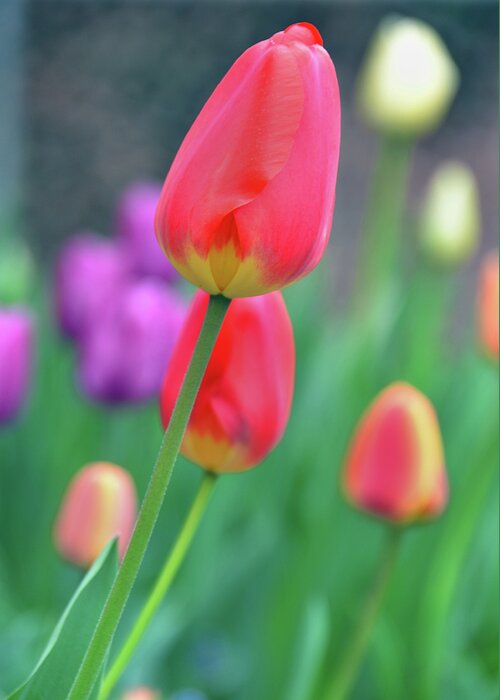 Tulip Greeting Card featuring the photograph Go Your Own Way by Angelina Tamez