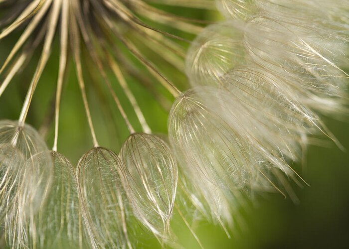 Tragopogon Pratensis Greeting Card featuring the photograph Goats Beard Wildflower Seedhead by Kathy Clark