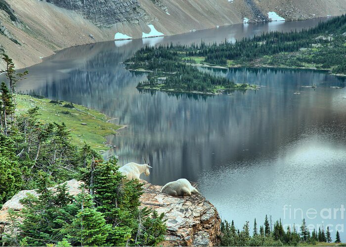 Hidden Lake Greeting Card featuring the photograph Goats Overlooking Hidden Lake by Adam Jewell