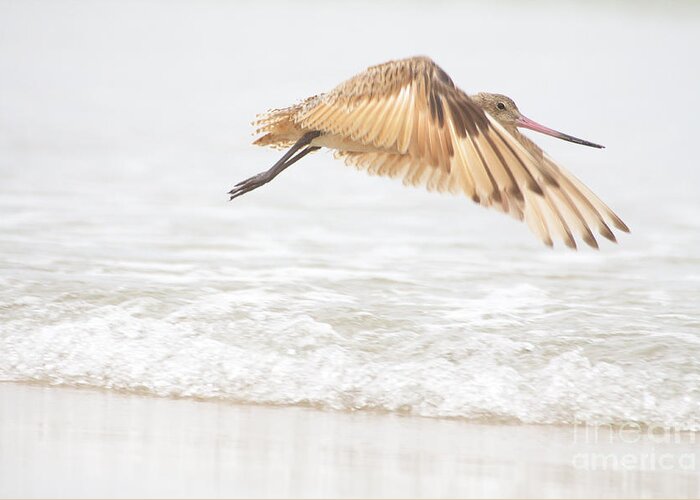 Marbled Godwit Greeting Card featuring the photograph Godwit over the Ocean by Ruth Jolly