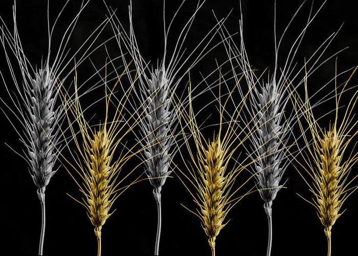 Wheat Greeting Card featuring the photograph Gold and Silver Wheat by Wolfgang Stocker