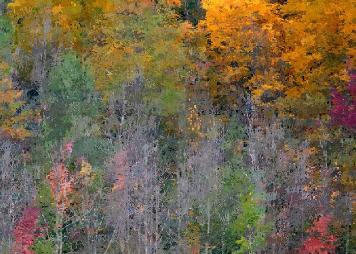 Art Greeting Card featuring the photograph Gold Woods by Joan Han
