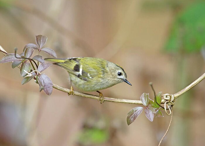 Goldcrest Greeting Card featuring the photograph Goldcrest by Pete Walkden